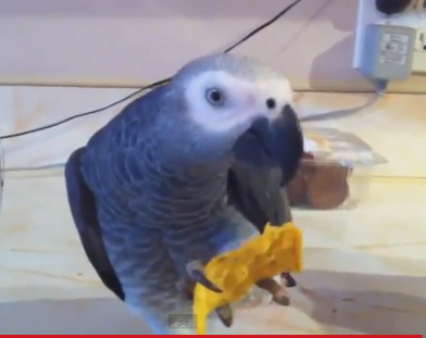 ΒΙΝΤΕΟ-Ανθρώπινες αντιδράσεις από τετράποδους πρωταγωνιστές