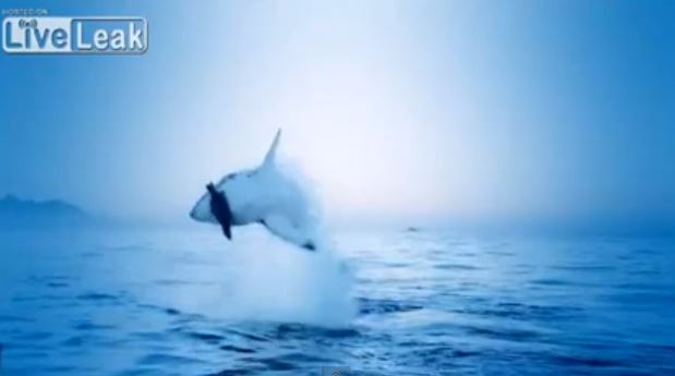 ΒΙΝΤΕΟ-Η επίθεση του λευκού καρχαρία σε αργή κίνηση