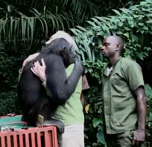 ΒΙΝΤΕΟ-Η αγκαλιά του χιμπαντζή που συγκινεί