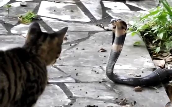 ΒΙΝΤΕΟ-Γάτες εναντίον… όλων