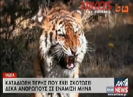 ΒΙΝΤΕΟ-Τίγρης υπεύθυνη για δέκα θανάτους