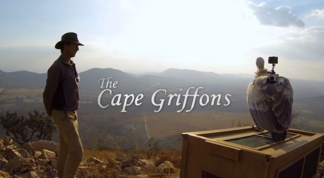 ΒΙΝΤΕΟ-«Πετώντας» στην πλάτη ενός γύπα