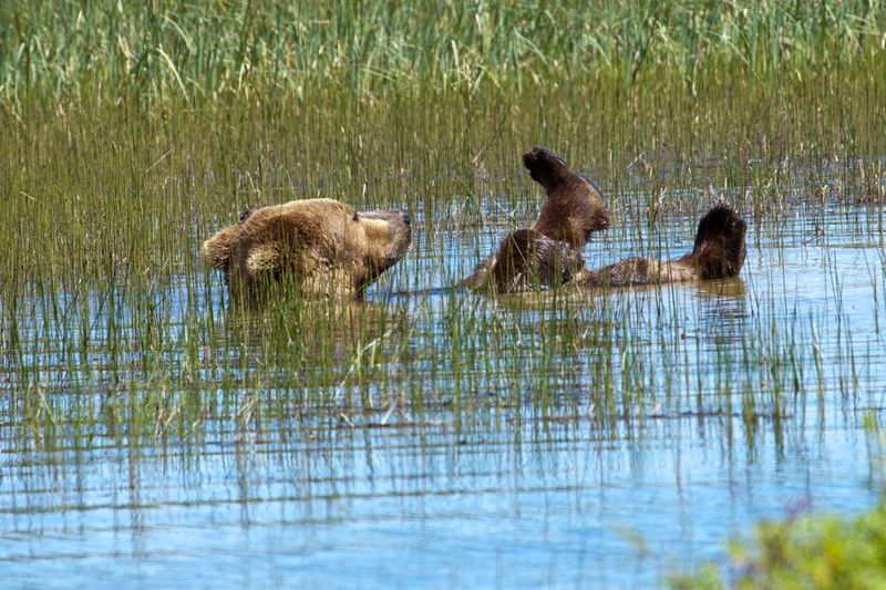 Perierga.gr - Η πιο αραχτή αρκούδα