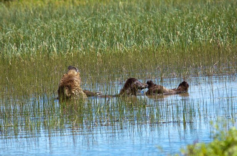 Perierga.gr - Η πιο αραχτή αρκούδα