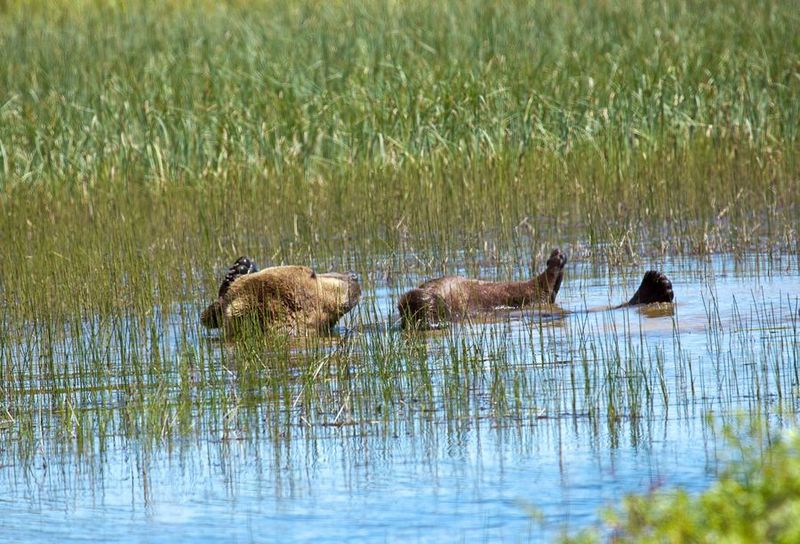 Perierga.gr - Η πιο αραχτή αρκούδα