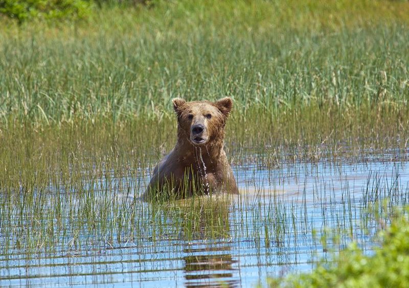 Perierga.gr - Η πιο αραχτή αρκούδα