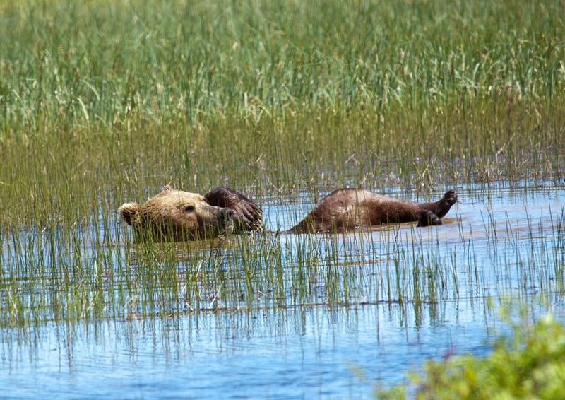 Perierga.gr - Η πιο αραχτή αρκούδα