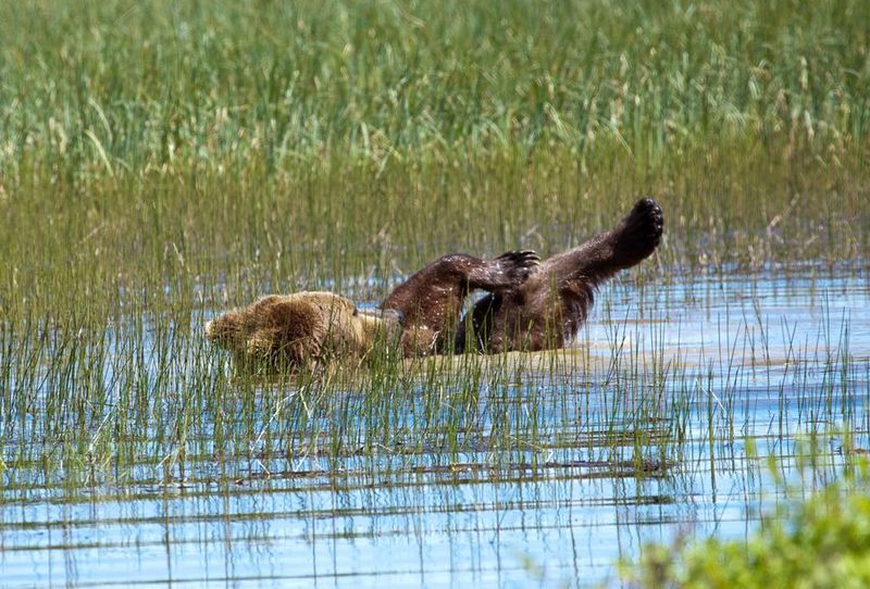 Perierga.gr - Η πιο αραχτή αρκούδα