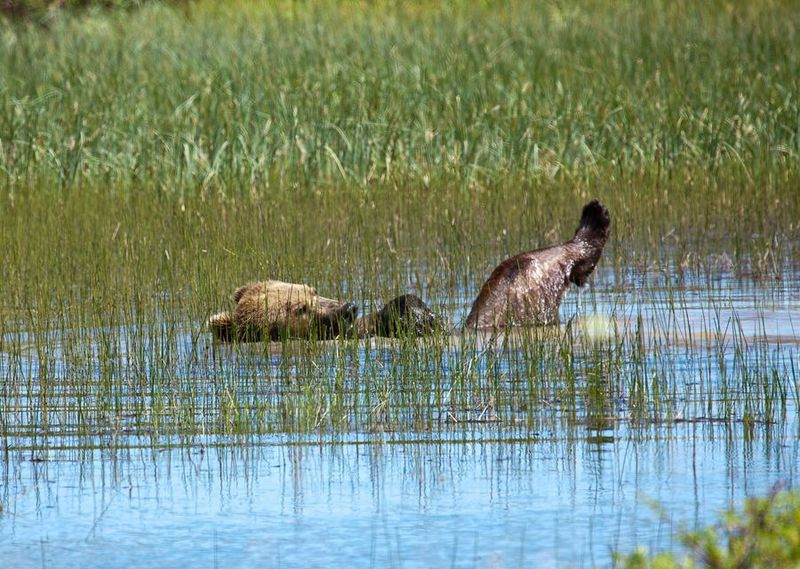 Perierga.gr - Η πιο αραχτή αρκούδα