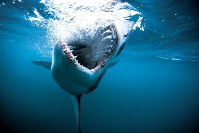 Αυστραλία: Καρχαρίας άρπαξε 28χρονο