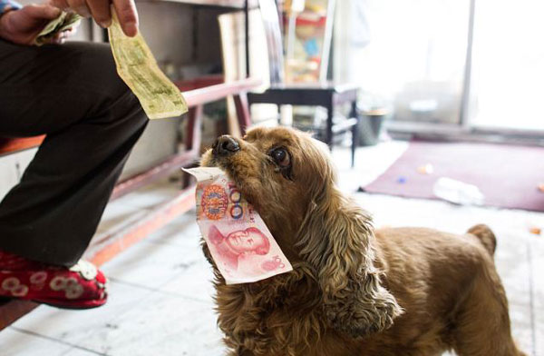 ΦΩΤΟ-Ο σκύλος που πηγαίνει για ψώνια