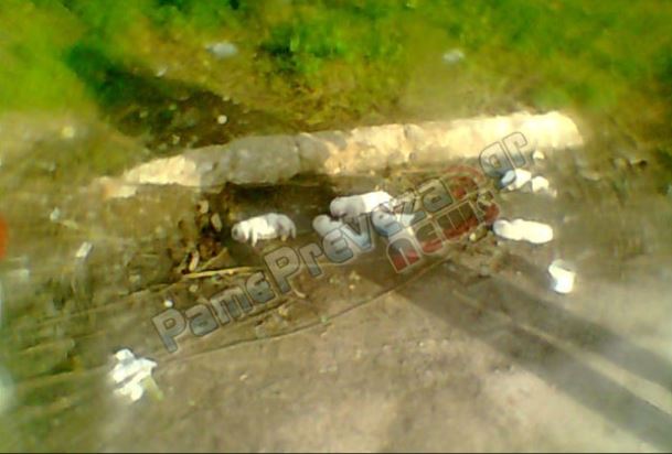 Πέταξαν κουτάβια στα σκουπίδια