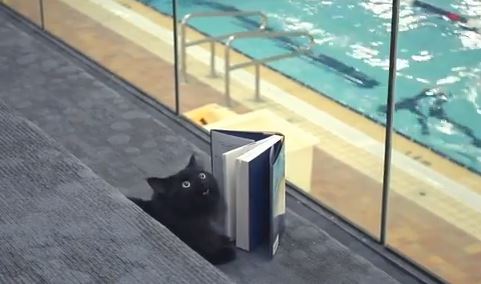 ΒΙΝΤΕΟ-Γάτος πρωταγωνιστεί σε διαφήμιση