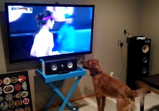 ΒΙΝΤΕΟ-Ο σκύλος που λατρεύει να βλέπει τένις