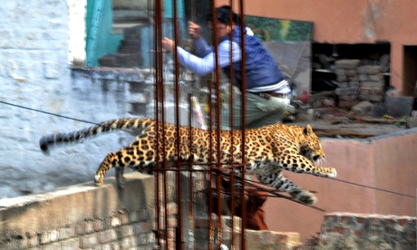 ΦΩΤΟ-Λεοπάρδαλη σπέρνει τον τρόμο στην Ινδία