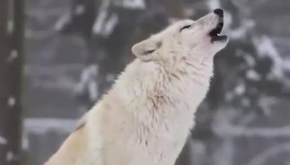 ΒΙΝΤΕΟ-Οι λύκοι μεταμορφώνουν… το περιβάλλον