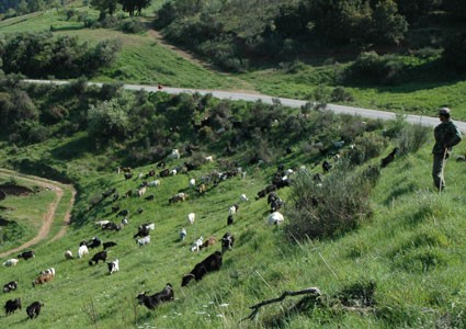 Πρόστιμο 7.000 ευρώ σε… βοσκό