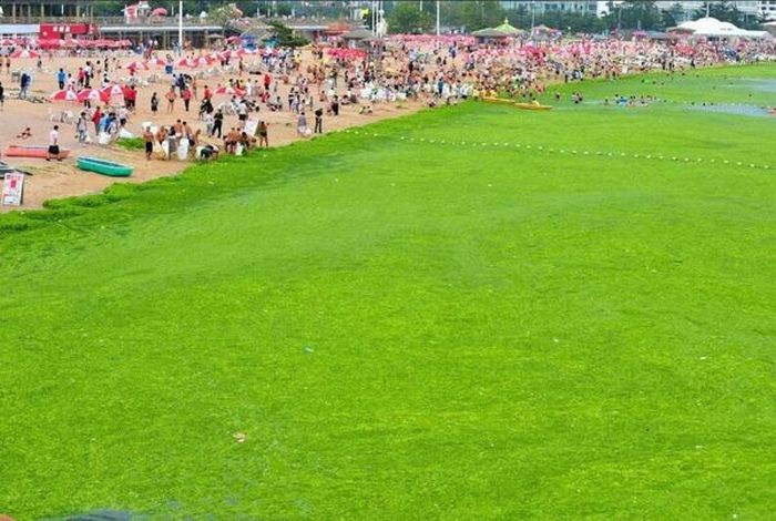 Perierga.gr - Πράσινη παραλία στην Κίνα Perierga.gr - Πράσινη παραλία στην Κίνα