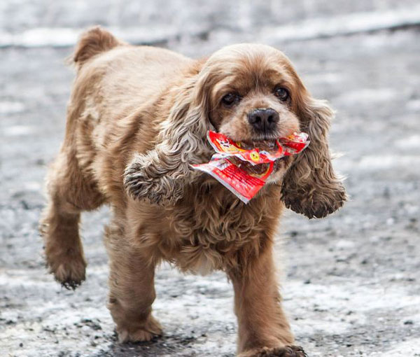 perierga.gr - Πανέξυπνος σκύλος πηγαίνει για... ψώνια! perierga.gr - Πανέξυπνος σκύλος πηγαίνει για... ψώνια!