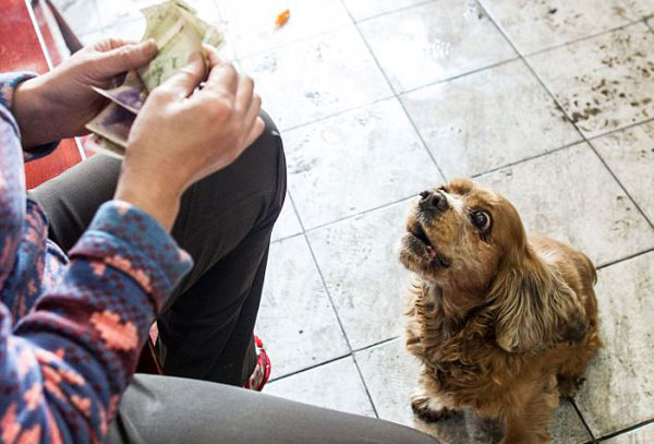 perierga.gr - Πανέξυπνος σκύλος πηγαίνει για... ψώνια! perierga.gr - Πανέξυπνος σκύλος πηγαίνει για... ψώνια!