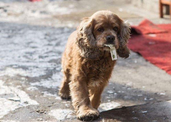 perierga.gr - Πανέξυπνος σκύλος πηγαίνει για... ψώνια! perierga.gr - Πανέξυπνος σκύλος πηγαίνει για... ψώνια!