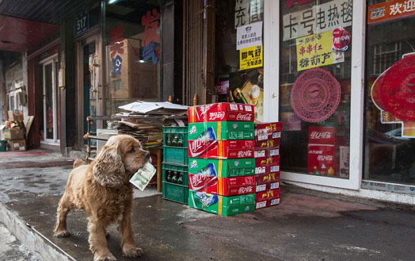 perierga.gr - Πανέξυπνος σκύλος πηγαίνει για... ψώνια! perierga.gr - Πανέξυπνος σκύλος πηγαίνει για... ψώνια!