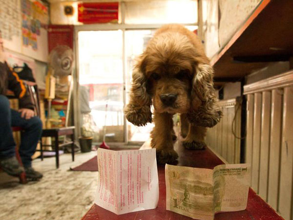 perierga.gr - Πανέξυπνος σκύλος πηγαίνει για... ψώνια! perierga.gr - Πανέξυπνος σκύλος πηγαίνει για... ψώνια!