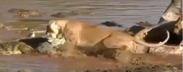 ΒΙΝΤΕΟ- Το λιοντάρι φοβήθηκε τον κροκόδειλο