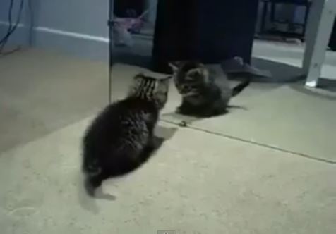 ΒΙΝΤΕΟ-Ο καθρέφτης και η γάτα