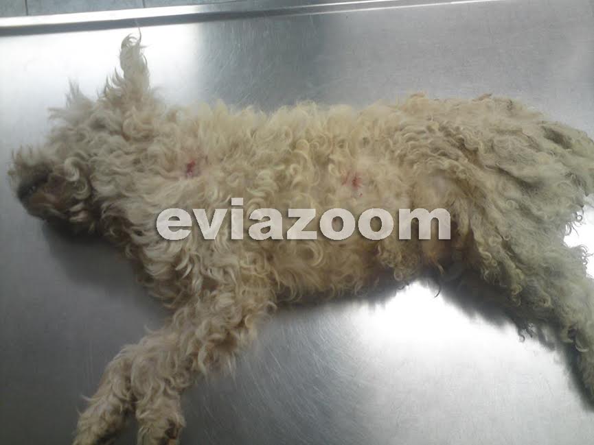 Εκτέλεσε σκυλάκι με την καραμπίνα