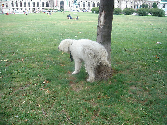 Βόλτα με σκύλο αξίας $10 εκ.