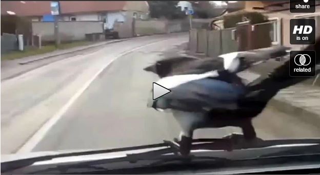 ΒΙΝΤΕΟ-Tεμπέλικο πουλί ταξιδεύει με αυτοκίνητο