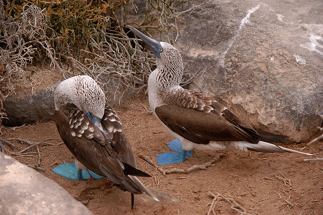 ΦΩΤΟ-Τα πουλιά με τα μπλε πόδια