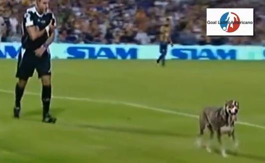 ΒΙΝΤΕΟ-Σκύλος έκανε την… ανάγκη του στον αγωνιστικό χώρο