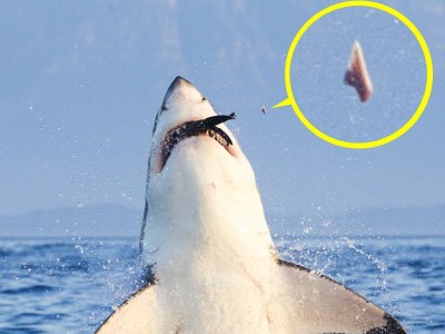 ΦΩΤΟ-Το δόντι του καρχαρία