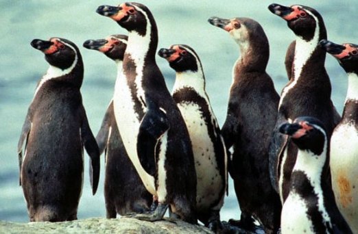 Δίνουν αντικαταθλιπτικά σε πιγκουίνους