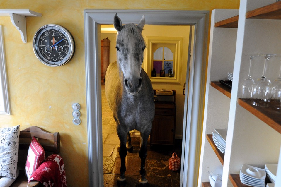 ΦΩΤΟ-Το άλογο που έγινε κατοικίδιο