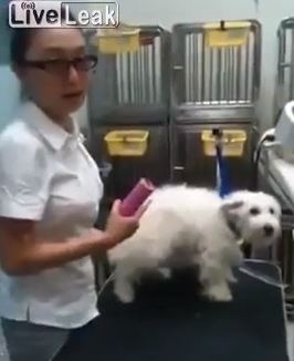 ΒΙΝΤΕΟ-Πως να κουρέψετε τον σκύλο σας σε 1”