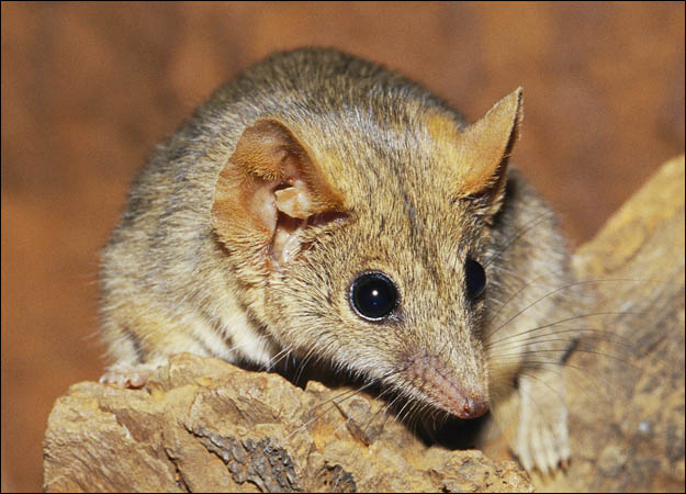 Το ζώο που ζευγαρώνει μέχρι θανάτου