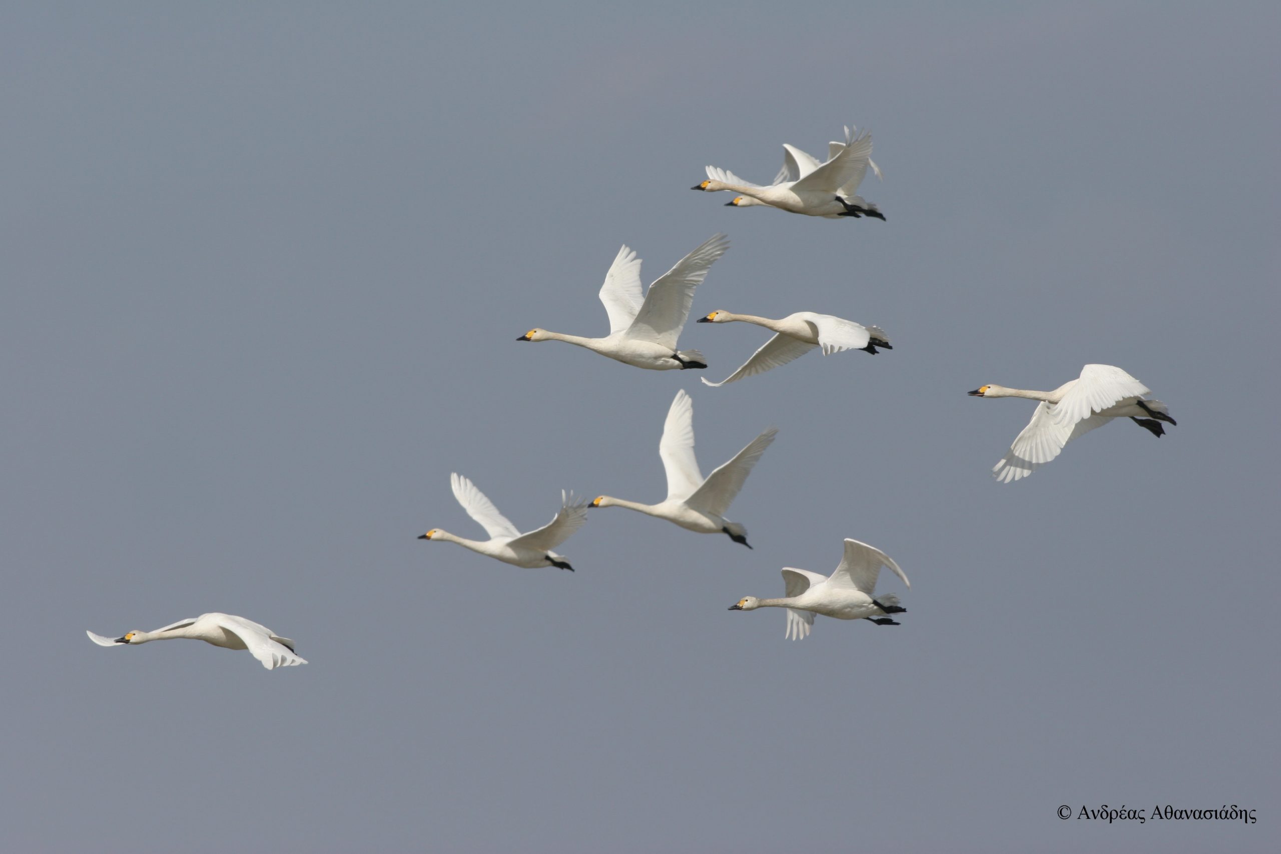Χιλιάδες νανόκυκνοι στον Έβρο