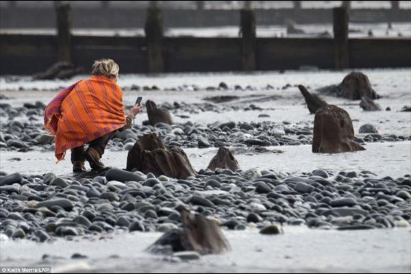 ΦΩΤΟ-Ξεπρόβαλε δάσος 5.000 ετών