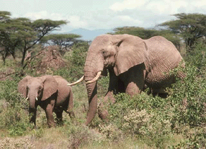 ΗΠΑ: Νέα απαγόρευση στις πωλήσεις ελεφαντόδοντου