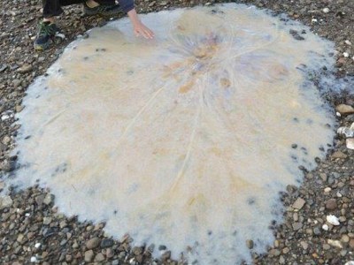 ΦΩΤΟ-Γιγάντια μέδουσα ξεβράστηκε στην Αυστραλία