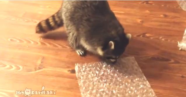 ΒΙΝΤΕΟ-Αυτό το ρακούν έχει πάθος με το αεροπλάστ