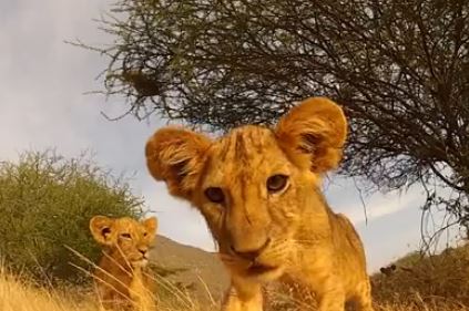 ΒΙΝΤΕΟ-Λιονταράκια παίζουν με την κάμερα