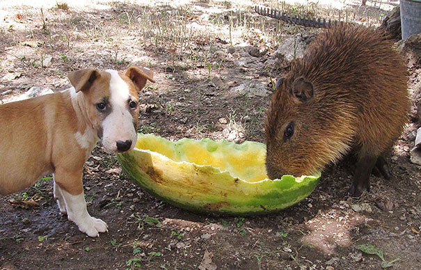 perierga.gr - Απρόσμενες φιλίες σε ένα καταφύγιο ζώων! perierga.gr - Απρόσμενες φιλίες σε ένα καταφύγιο ζώων!