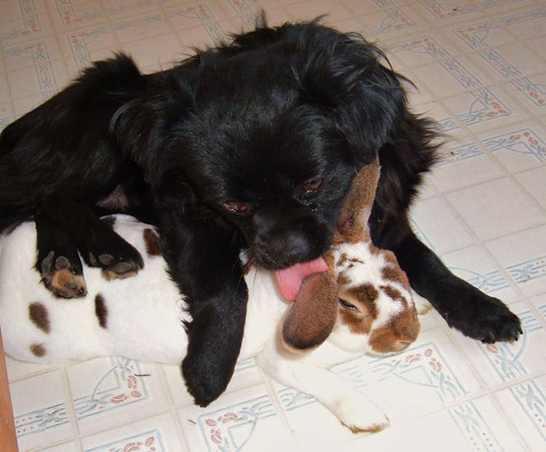 perierga.gr - Απρόσμενες φιλίες σε ένα καταφύγιο ζώων! perierga.gr - Απρόσμενες φιλίες σε ένα καταφύγιο ζώων!