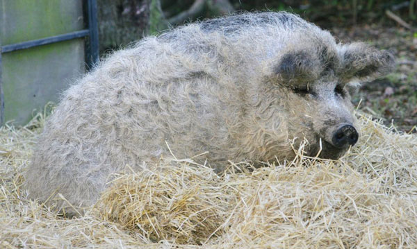 perierga.gr - Mangalitsa: Το αστείο... γουρουνοπρόβατο! perierga.gr - Mangalitsa: Το αστείο... γουρουνοπρόβατο!