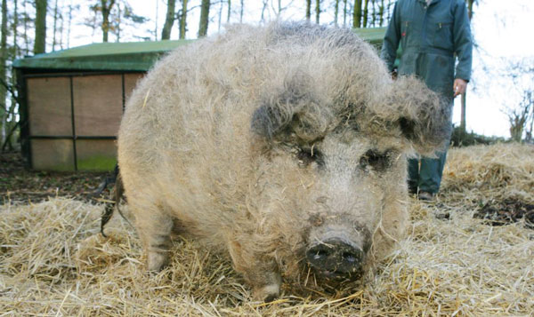 perierga.gr - Mangalitsa: Το αστείο... γουρουνοπρόβατο! perierga.gr - Mangalitsa: Το αστείο... γουρουνοπρόβατο!