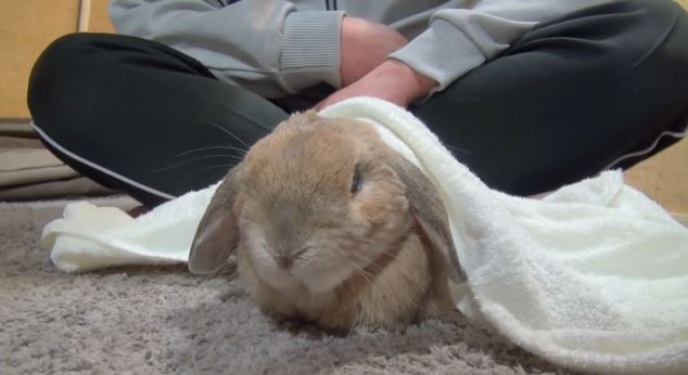 ΒΙΝΤΕΟ-Το πιο χαδιάρικο κουνέλι